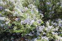 Συνθήκες Κλίματος και Εδάφους στην Καλλιέργεια Δενδρολίβανου