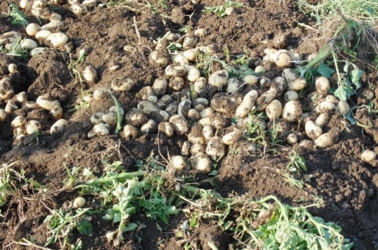 आलू की फसल, उपज और संग्रहण