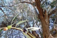 Συγκομιδή και απόδοση της ελιάς