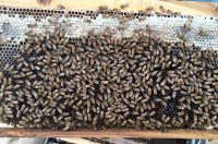Häufige Bienenkrankheiten und Schädlinge - Welche Bienenkrankheiten gibt es?