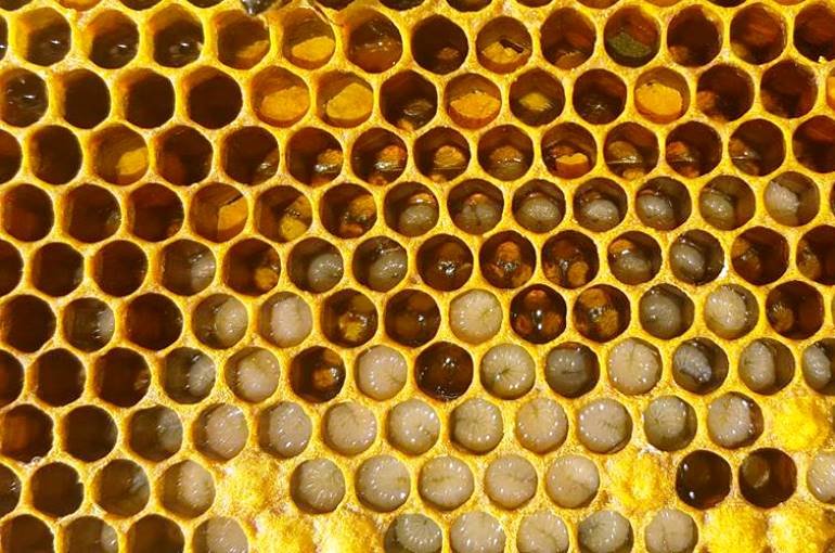 Wie Bienen Honig machen? - Wie machen Bienen aus Pollen Honig?