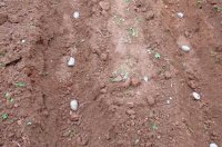 Gewinnorientierter Kartoffelanbau - Wie baut der Landwirt Kartoffeln an?