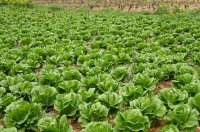 Cómo Cultivar Lechuga - Guía Completa de Cultivo de la Lechuga, desde la Siembra hasta la Cosecha