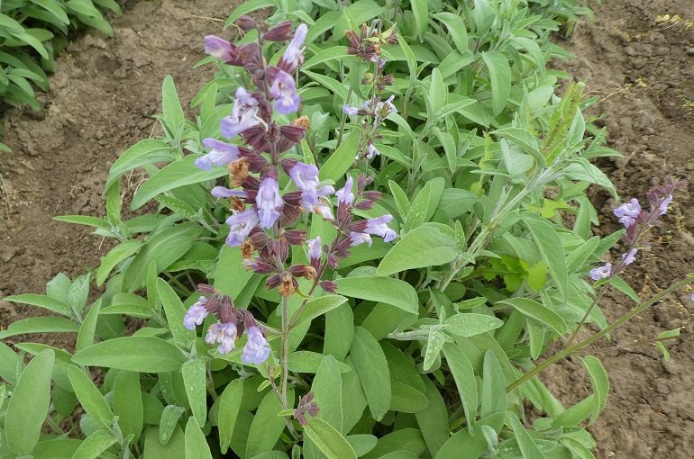 Cómo Cultivar Salvia Común - Para Principiantes