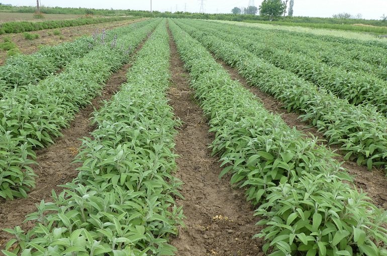 Cómo Cultivar Salvia Común con Fines de Lucro - Producción de Salvia Común Comercial