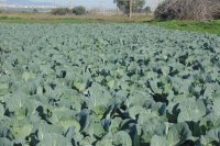 بعض المعلومات الهامة عن نبات الكرنب (الكرنب) وإستخداماته.