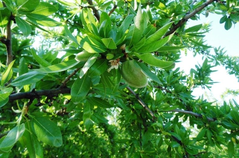 Badem Ağacı Hakkında Sorular Ve Cevaplar | Wikifarmer