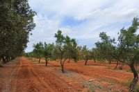 Σωστή Άρδευση Ελιάς