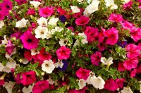 Cara Menumbuhkan Petunia di Rumah - Perawatan Petunia