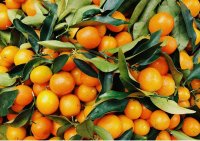 Gesundheitliche Vorteile der Orange - Wie gesund ist die Orange?
