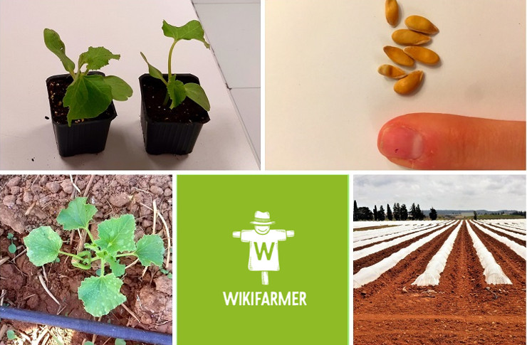 Gewinnbringender Melonenanbau im Freiland - Vollständiger Leitfaden für den Anbau vom Anfang bis zum Ende