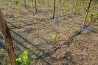 Plantio de Videiras e Espaçamento da planta - Número de plantas por hectare