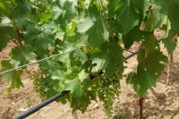 Récolte des raisins – Quand et comment récolter vos raisins