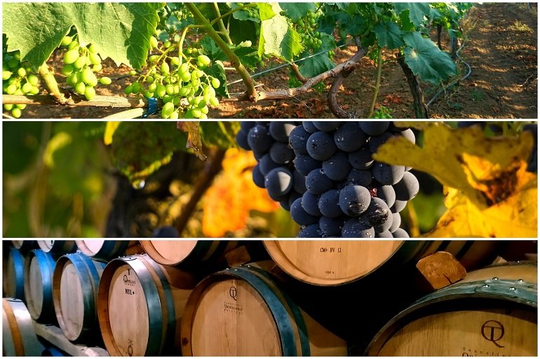 Rendement raisin de table par hectare - calcul rendement vigne