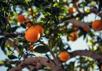 Wie man Orangenbäume aus Samen zieht - Kann man Orangenbäume selber ziehen? - Wie lange braucht ein Orangenbaum bis er Früchte trägt?