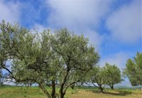 Which olive variety to choose Which olive variety to choose
