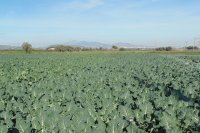 Brócoli cultivo y manejo - como sembrar brócoli paso a paso