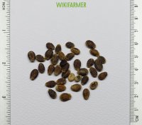 Citrullus lanatus - Σπόροι Καρπουζιού