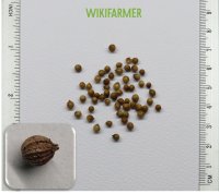 Coriandrum sativum L. - Σπόροι Κόλιανδρου