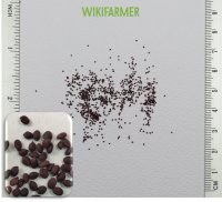Origanum vulgare - Σπόροι Ρίγανης