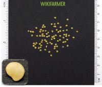 Physalis alkekengi - Σπόροι Κινέζικης Λατέρνας