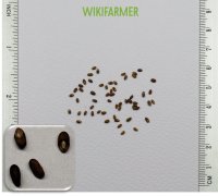 Rosmarinus officinalis - Σπόροι Δενδρολίβανου