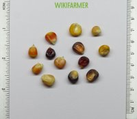 Zea mays japonica -  Σπόροι Καλαμποκιού Πολύχρωμου
