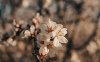 Bestuiving van amandelbomen - Is amandelboom Zelfbestuivend?