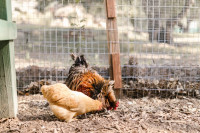 Come progettare lo spazio del pollo