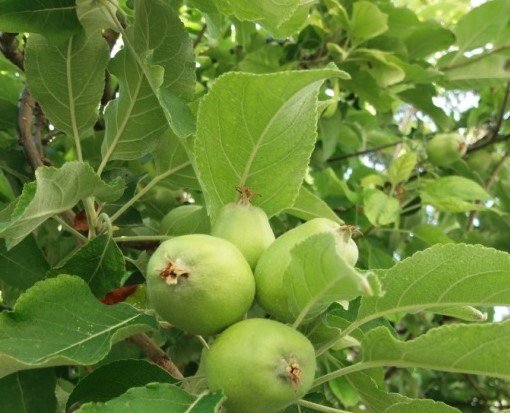 Hoe bemest je appelbomen? | Wikifarmer