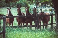Hoe fok je paarden?