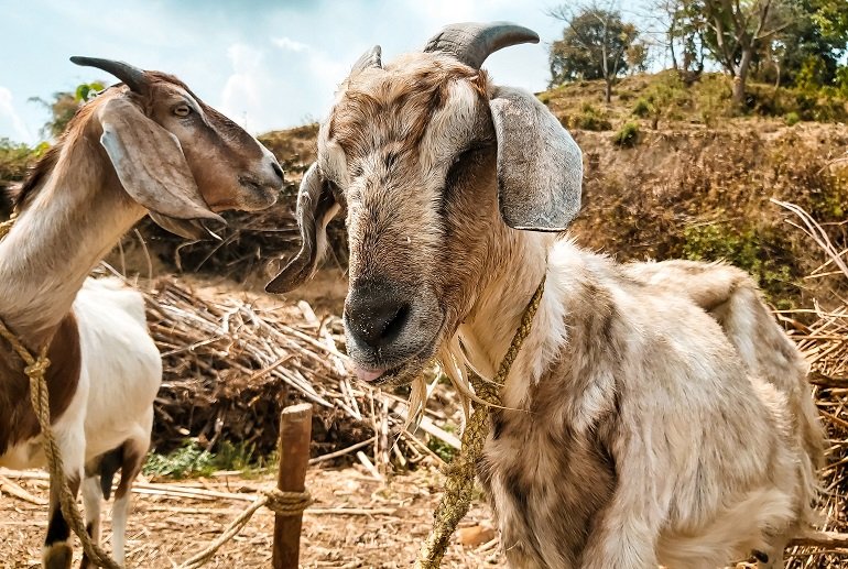 Hoe kies je geiten voor melk of vlees - Welke geiten geven melk?