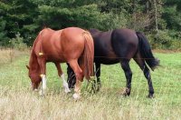 Hoe voer je paarden? - Paard en voer - Voerbehoefte paard