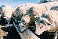 Hoe voer je schapen? - Wat geef je schapen te eten?