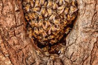 Honingbij zwermen - Waarom gaan bijen zwermen?