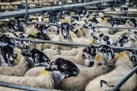 Productie van schapenmelk - Wat levert schapenmelk op? - Hoe melk je een schaap met de hand?
