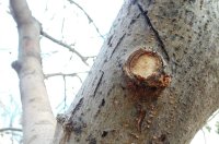 Snoeien van appelbomen - Welke tijd appelboom snoeien?