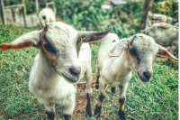 Vraag en antwoord over geiten - Weetjes over geiten