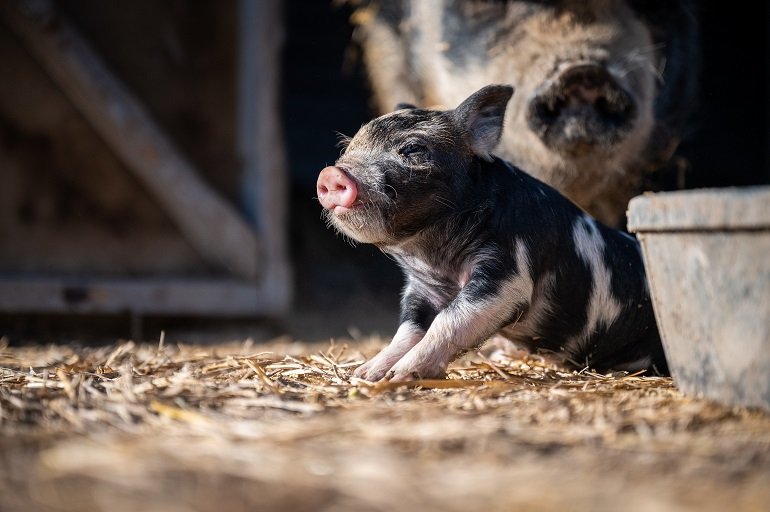 Vraag en antwoord over varkens - Weetjes over varkens