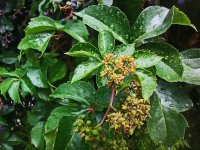 Wilde wingerd - Wilde wingerd planttijd