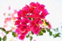 Βougainvillea in Töpfen