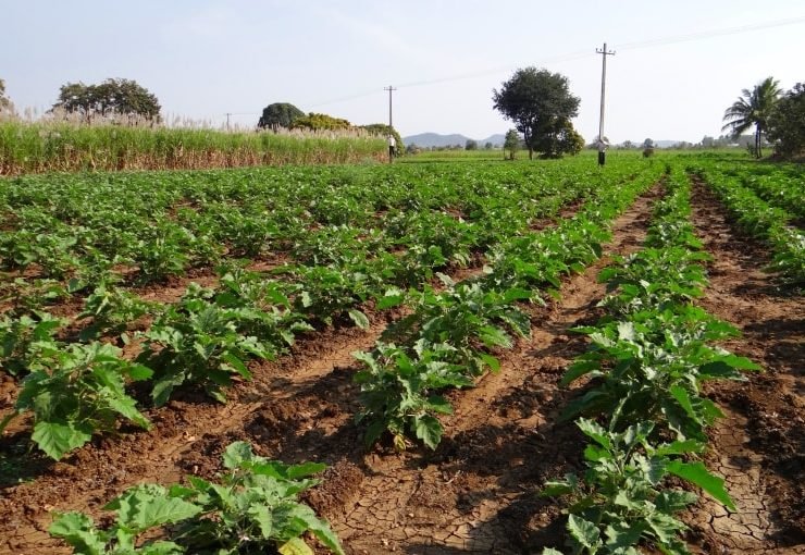 Aubergines buiten kweken voor winst - Complete kweekgids van begin tot eind