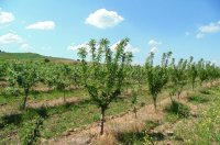 Beschneiden von Apfelbäumen - Wann und wie Apfelbaum schneiden?
