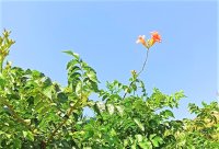 Bignoniaceae - Trompetenblumen
