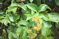 Come coltivare la vite americana (Parthenocissus quinquefolia)