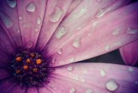 Dimorphotheca