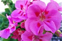Geranium in potten