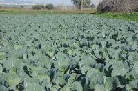 Hoe kool te kweken - Kool Complete kweekgids van zaaien tot oogsten - Hoe ver moeten koolplanten uit elkaar?
