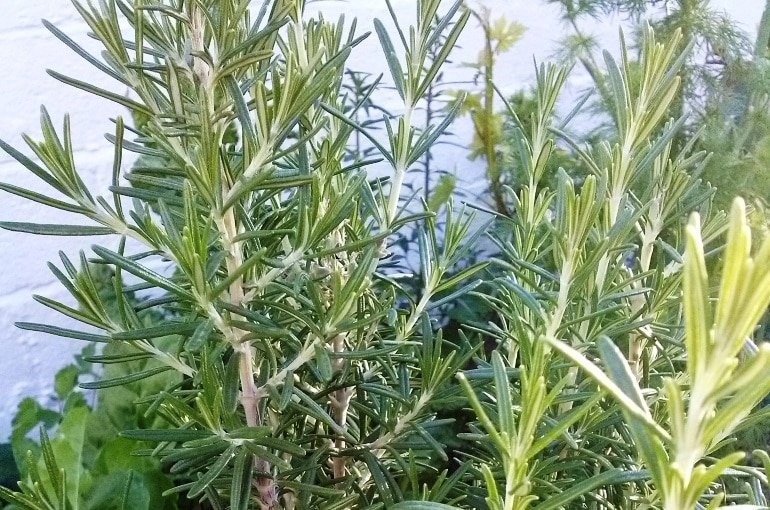 Vragen en antwoorden voor rozemarijn - Is rozemarijn een vaste plant? - Is rozemarijn een groenblijvende plant?