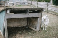 住房绵羊